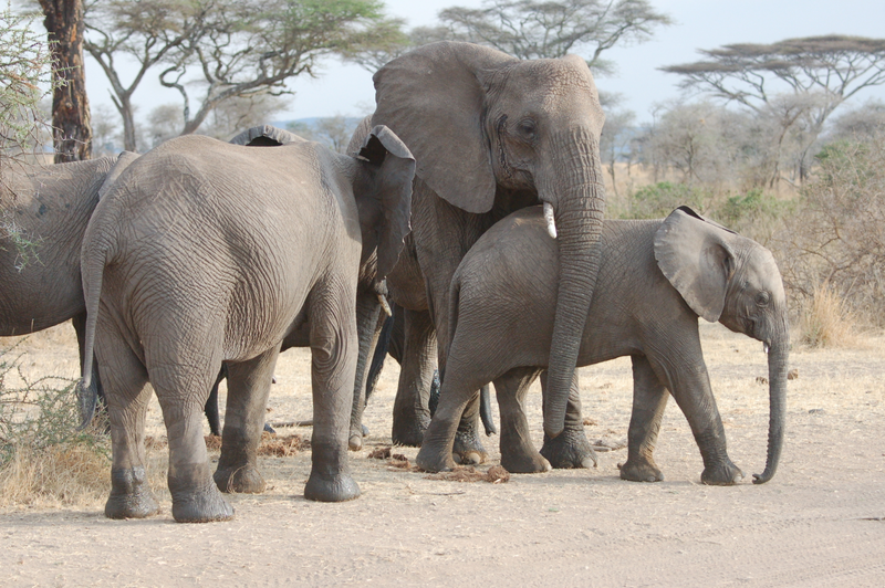 Illustration for article titled Out of Africa. Elephants